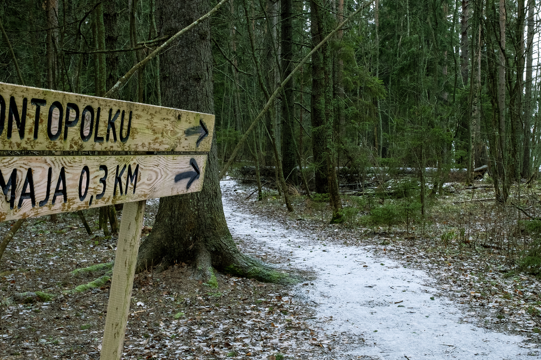 Koulujen tuotava lapsille luontokokemuksia – kaikilla on oikeus päästä luontoon