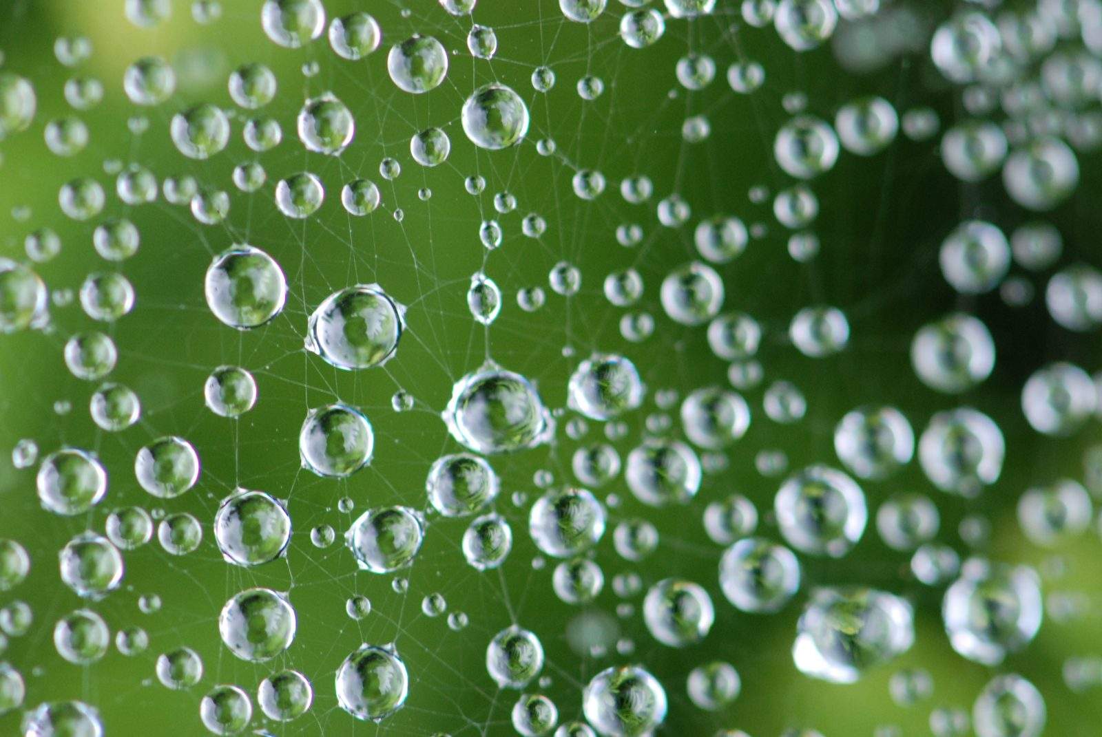 Kun puhumme biodiversiteetistä, puhumme ihmisestä