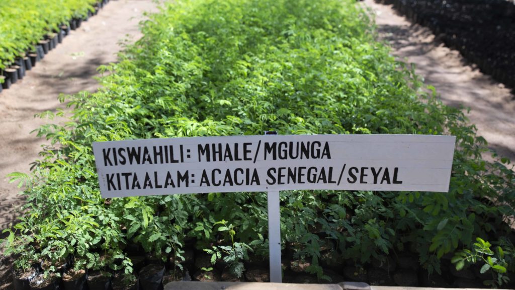 Kuvituskuva artikkelille, jonka aiheena on ilmastorahoitus. Kumiakaasiaviljelmä, jossa on kyltti, johon on merkitty kasvin swahilinkielinen ja tieteellinen nimi.