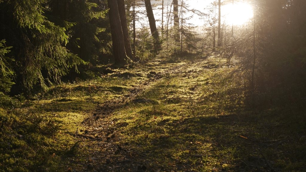Metsäinen maisema, johon aurinko paistaa oikeasta yläkulmasta