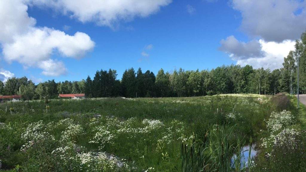 Suomalainen peltomaisema, jonka taustalla punakattoisia taloja vasten sinistä taivasta.