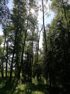 Rantametsä