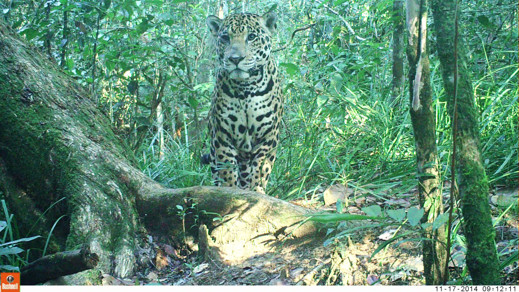 A jaguar staring at to the trap camera