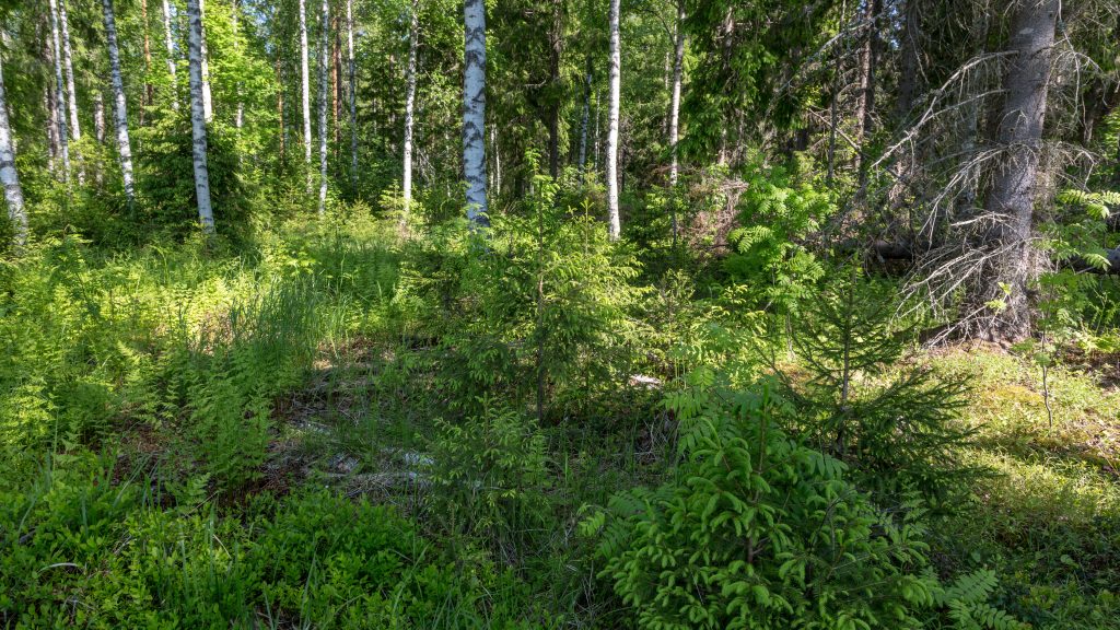 Picture of a continuous cover silviculture forest