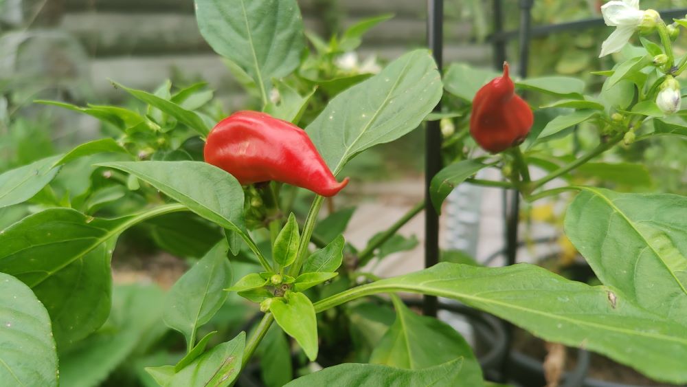 Peppers growing in a vegetable garden.