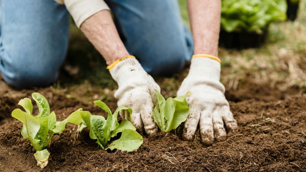 A person plants lettuce in the soil.