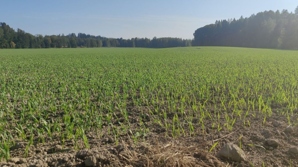 A field.