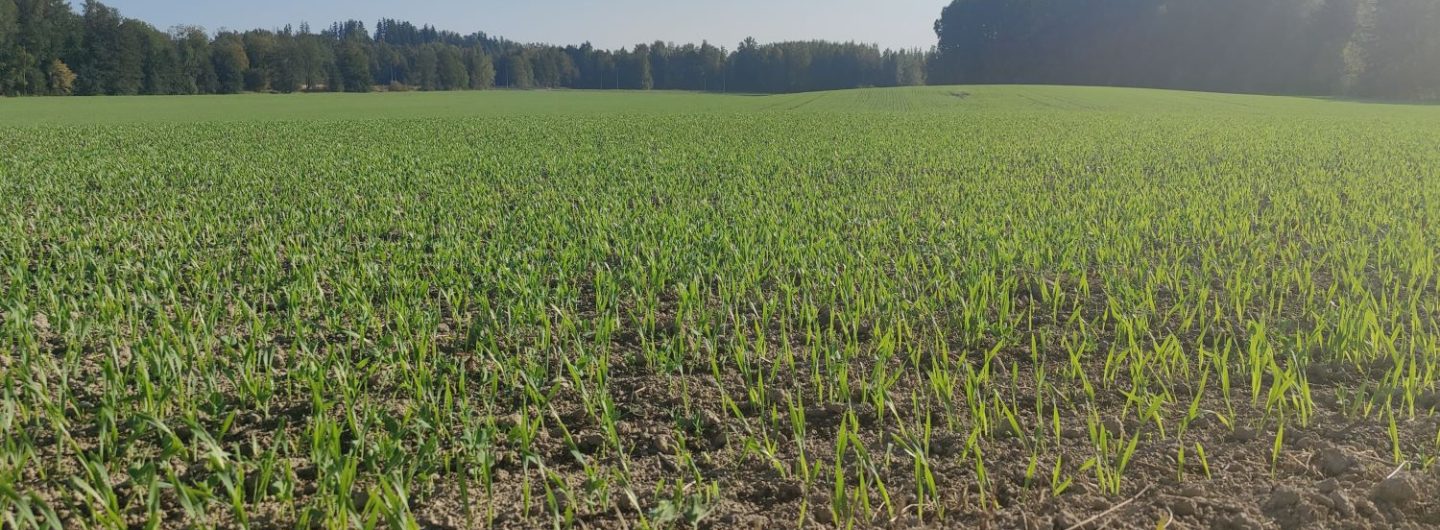 A field.
