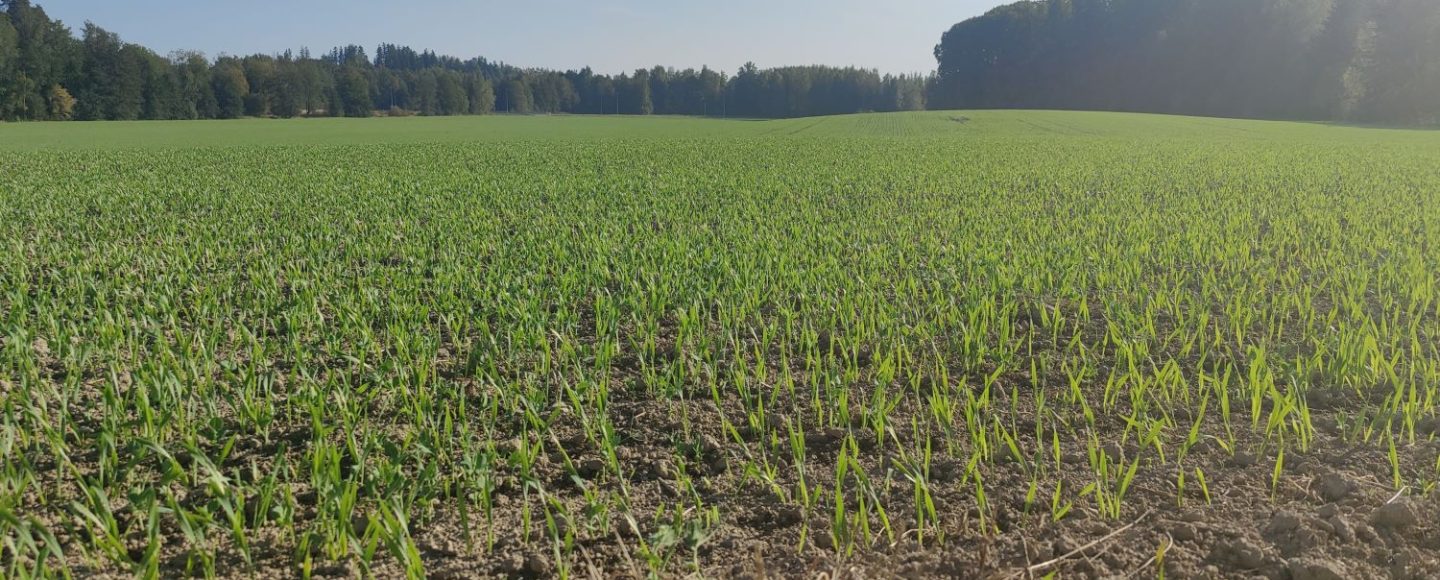 A field.
