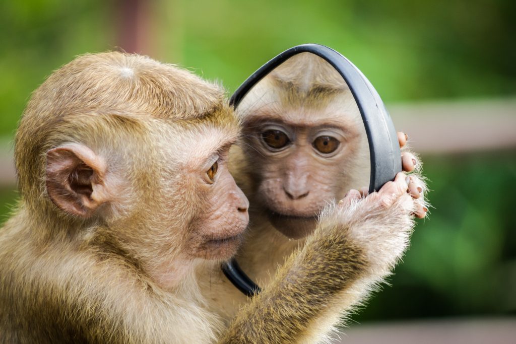 Sociological ideas on animals are represented by the monkey looking at a mirrow.