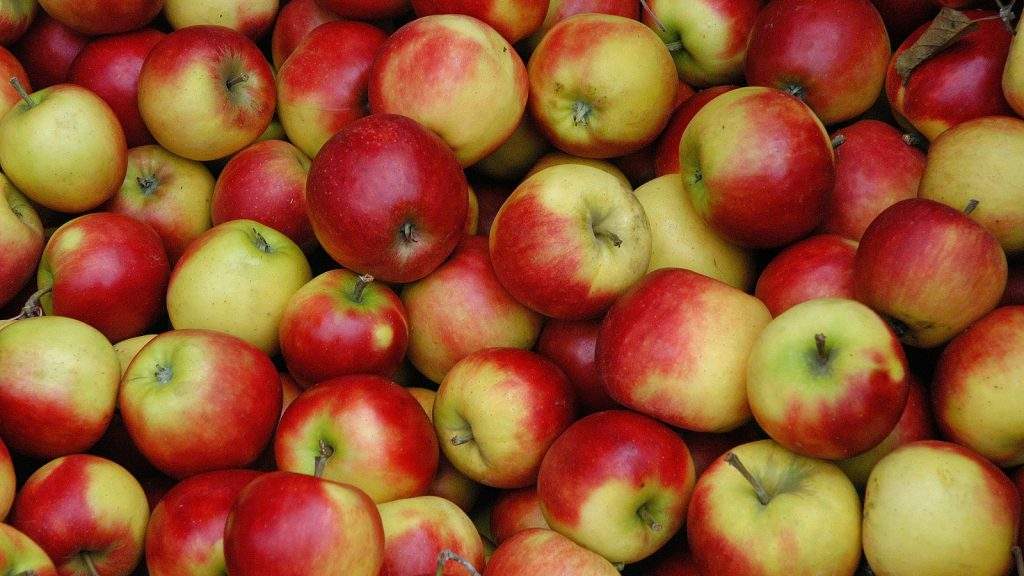 Miten paikallinen ruoka määritellään esimerkiksi kuvassa olevien omenoiden kohdalla?
