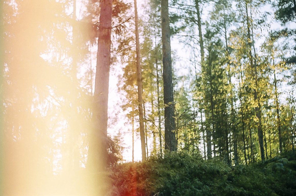 Kuvituskuva artikkeliin, jonka aiheena on suomalaisten metsäsuhde. Sekametsää kesä-aikaan viistosti alakulmasta kuvattuna. Aurinko paistaa puiden takaa. Edustalla on mätästä, jolla kasvaa varpuja.