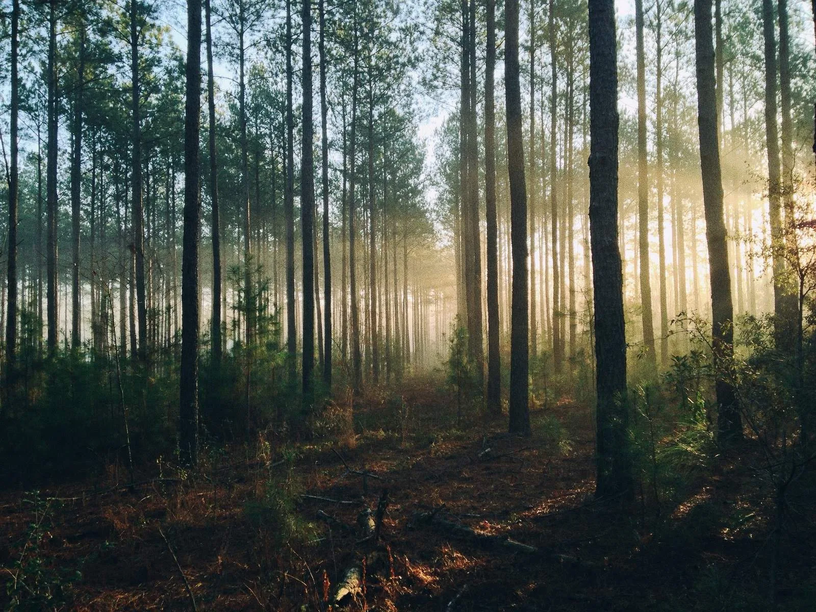 Inarin metsäkonfliktia voidaan tarkastella ”maapolitiikkana”